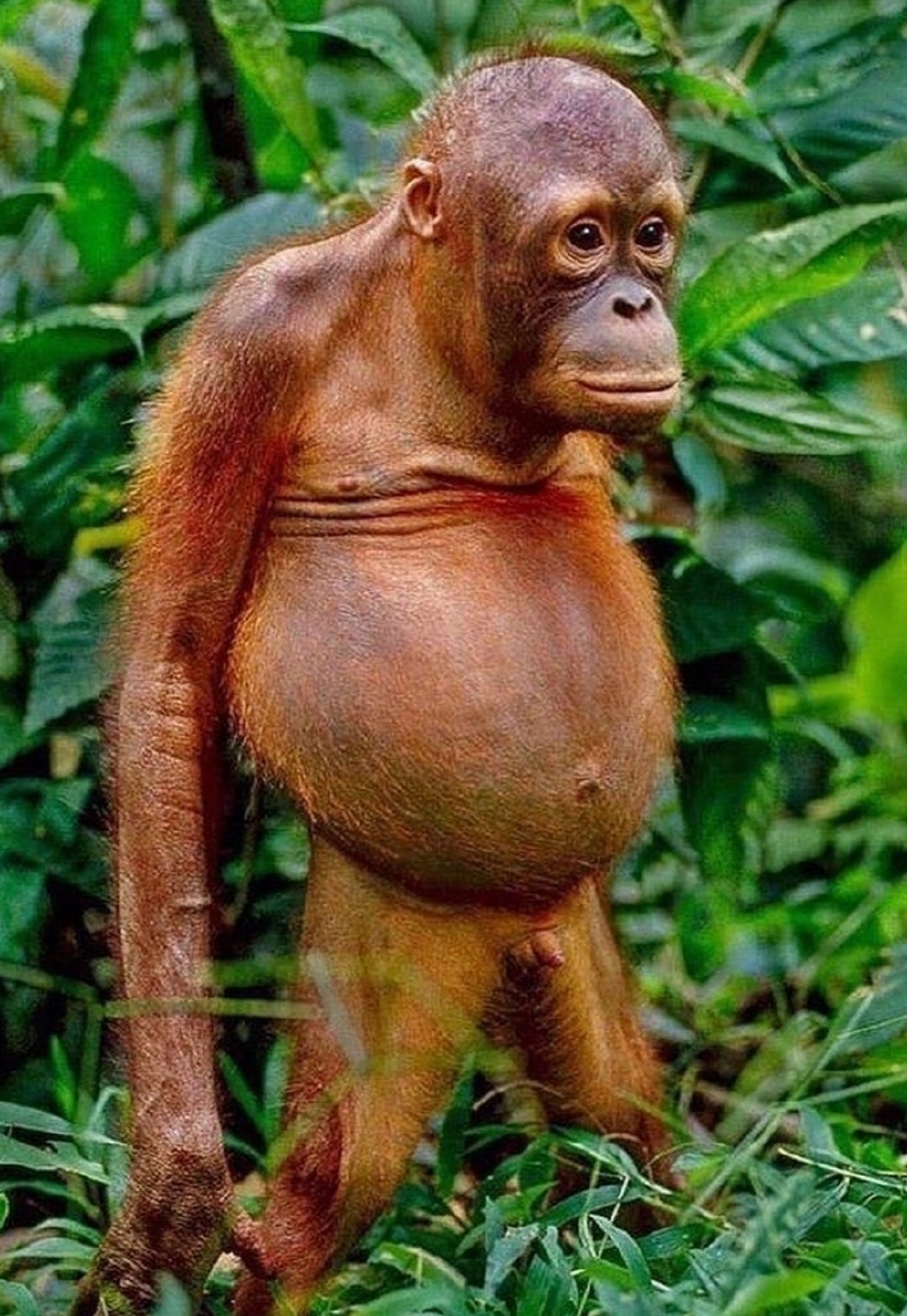 非洲版苹果手机版(非洲iphone属于什么版本)-第2张图片-QuickQ官网 非洲版苹果手机版(非洲iphone属于什么版本)-第2张图片-QuickQ官网