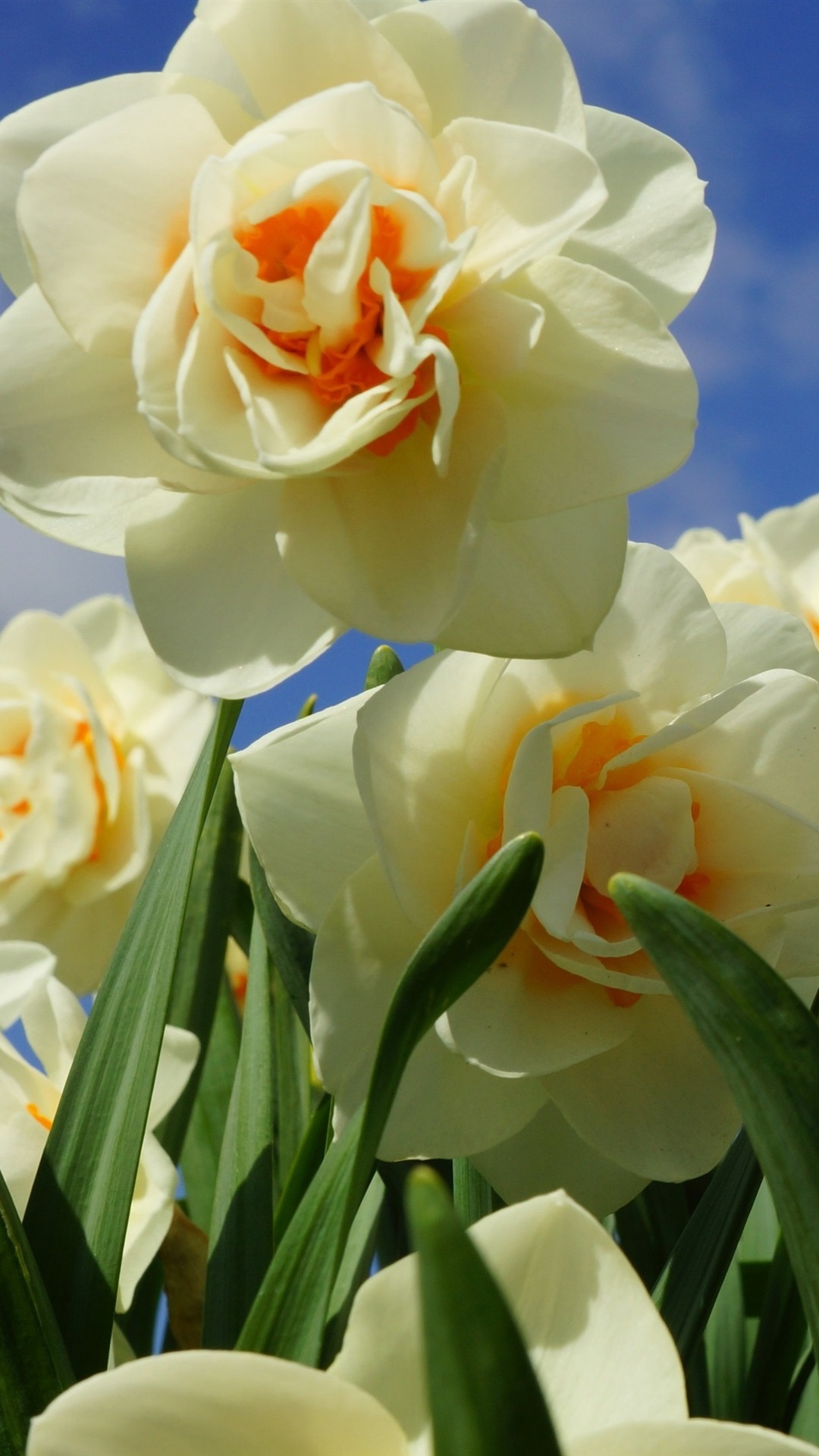 水仙苹果版(水仙游戏)-第1张图片-QuickQ官网