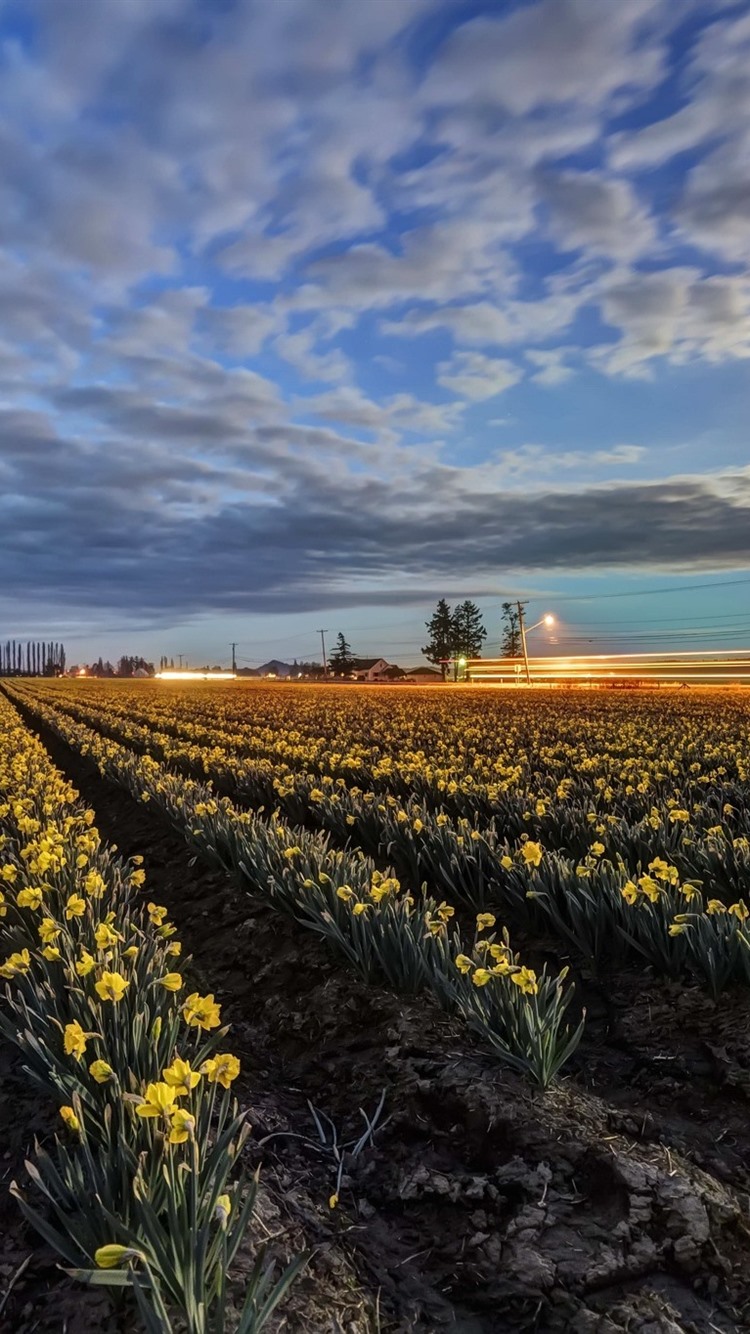 水仙苹果版(水仙游戏)-第5张图片-QuickQ官网