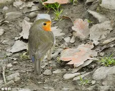 知更鸟苹果版(知更鸟主题最新版破解)