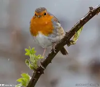 知更鸟苹果版(知更鸟主题最新版破解)-第4张图片-QuickQ官网 知更鸟苹果版(知更鸟主题最新版破解)-第4张图片-QuickQ官网