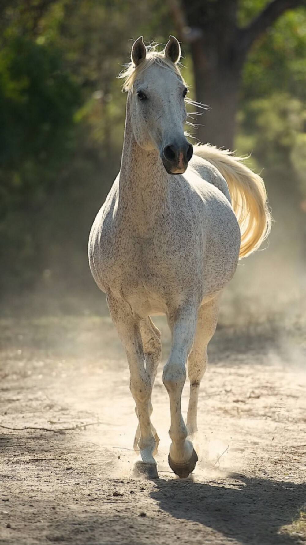 手机版马些(关于马的手机游戏)-第2张图片-QuickQ官网